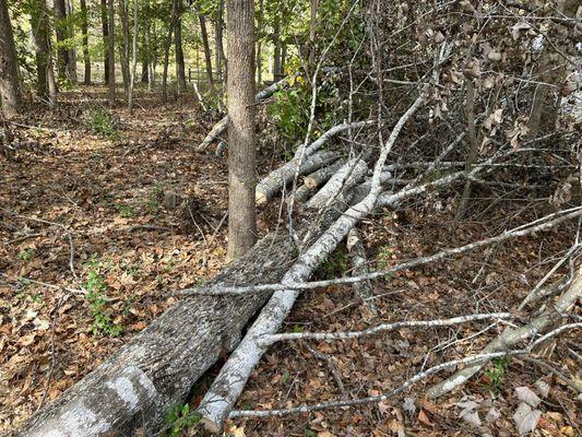 Tree / Storm Cleanup