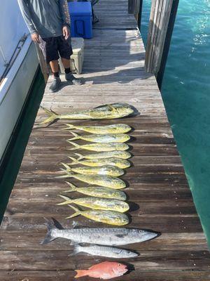 Mahi-mahi fishing