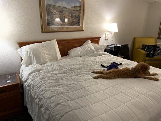 Pups on the bed - no duvet cover on the duvet