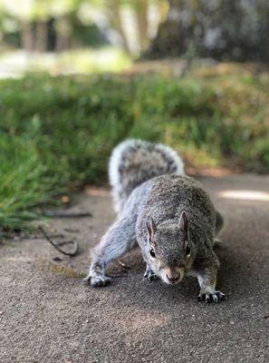 Very friendly little fella.