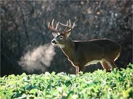 Deer food plot