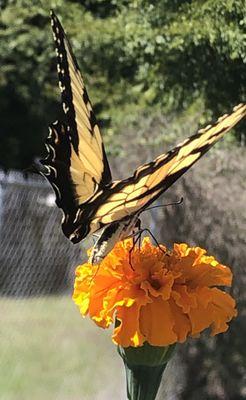 Swallowtail in our on-site pesticide free garden.