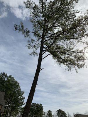 Very tall pine tree had bad damage in the trunk, creating a possible fall risk.