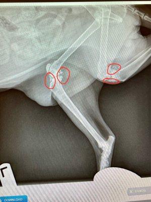 Meijo's X-Rays showing bone spurs on his kitty knees