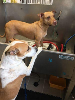 Keeping it fun for two sisters at Super-Dog Grooming!