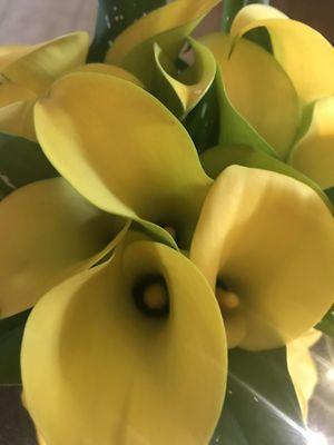 Beautiful yellow calla lillies