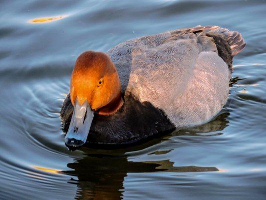 redhead male