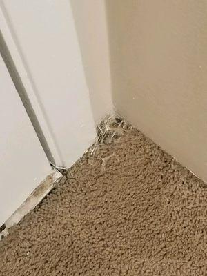 Didn't replace carpet, they didnt even clean it, should of been replaced before moving in, our mistake for not looking at apartment first