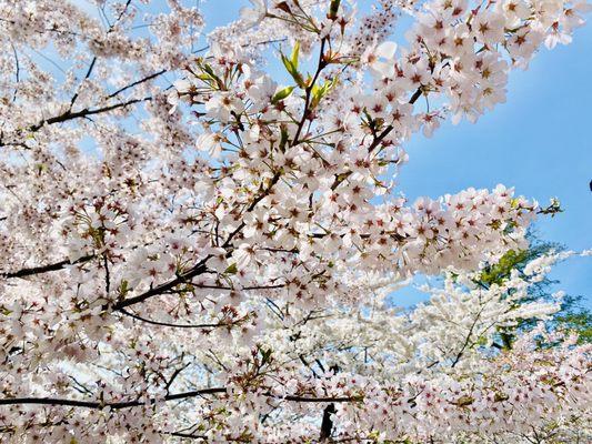 Cherry Blossom Tree