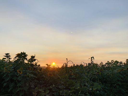 Sunflowers