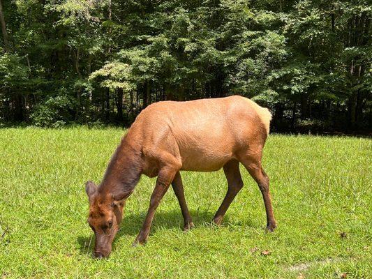 Close up of an Elk calf