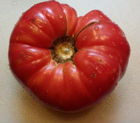 6" dia DELICIOUS Jersey Tomatoes from Garden Shoppe