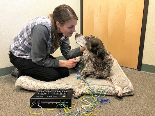 Alex Mittner, DVM, CVA, CVFT Performing acupuncture on Sophie