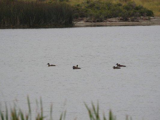 Blue-winged Teal