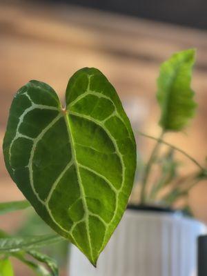 Anthurium Crystallinum