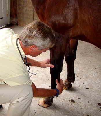 Lameness Examination