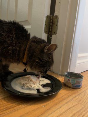 tk enjoying her scrumptious breakfast, a can of Weruva Wx Chicken & Tilapia formula in gravy.