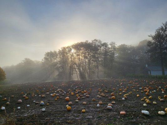 U-pick Pumpkin Patch