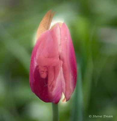 "Birth of a Fairy" is a fun spring image by Steve Dean.