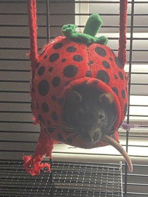 This is my rat in a strawberry hammock!