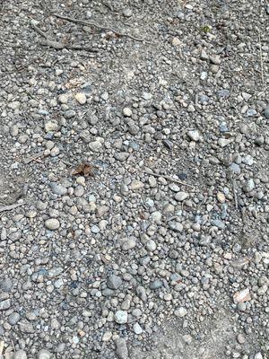 Just a small portion of the rocks I screened out of my topsoil.