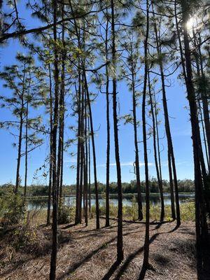 Pine trees and water