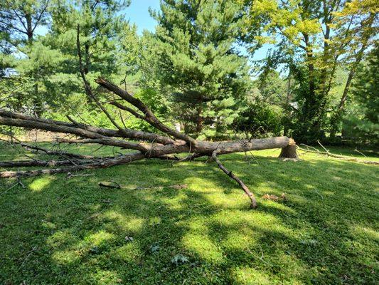 Dead tree cleaned up and removed