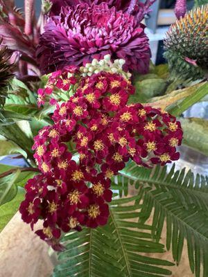 Red yarrow