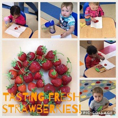 Tasting Strawberries from our school garden beds