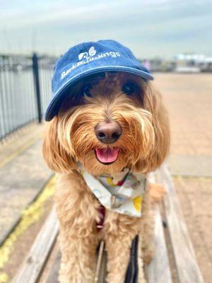 (Dog in hat. Photo credit goes to Bark Buildings and their team).