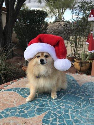 Sophie, a regular grooming client at OTSFD