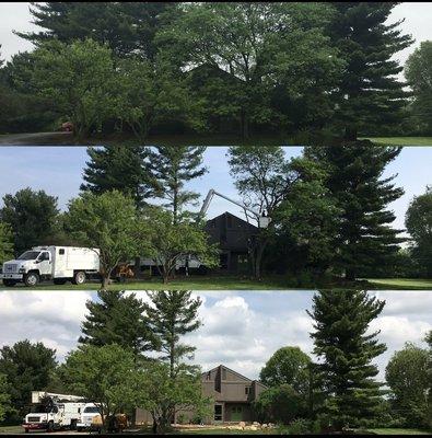 Process of initial tree removal of our home