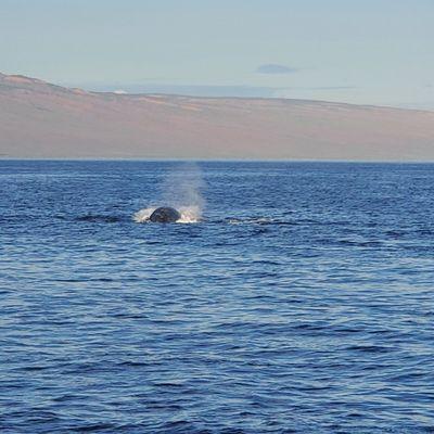 Whales fighting  to mate with female awesome experience to watch.