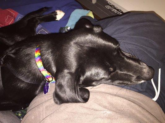 Shelby's new super GAAAAAAAAY rainbow collar! Someone's ready for PRIDE ‍