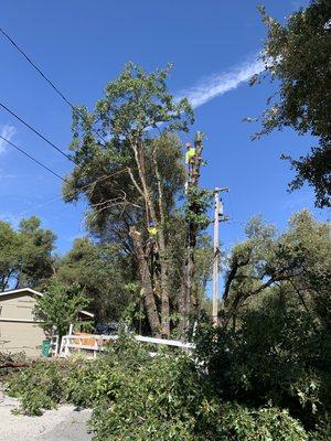 Hazardous Oak Removal