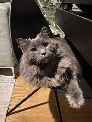 Enjoying his favorite chair with his new trimmed paws