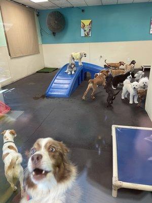 Small dog room (my pup didn't last too long in here lol). He graduated to the big dogs room.