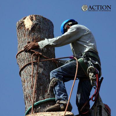 Action Tree Service