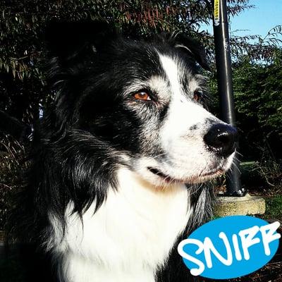 SNIFF Seattle Dog Walkers - Seattle, Bellevue, Redmond, Shoreline, Kirkland, Bothell, Mercer Island, West Seattle & more.