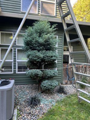 Trimming bushes