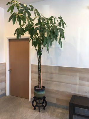 Beautiful bamboo plant in open waiting area