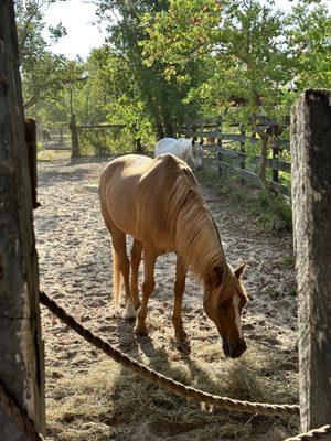 Southern Breeze Equestrian Center