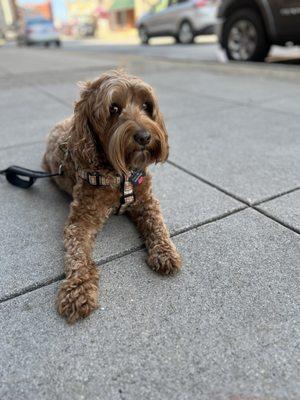 Outdoor seating for furry friends