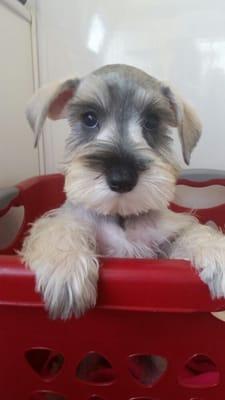 8 week old mini schnauzer puppy