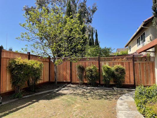 The backyard and the shared fence