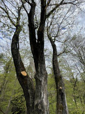 Tree pruning limbs