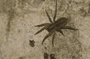 Spiders! One of the most common household type is the wolf spider which enter in search of food. ~ Call For A Pest Consultation!