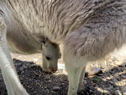 Baby Joey hangin out in mommas pouch!