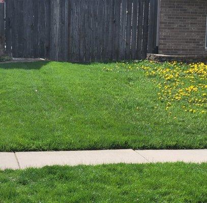 Customers treated lawn compared to neighbors untreated lawn.