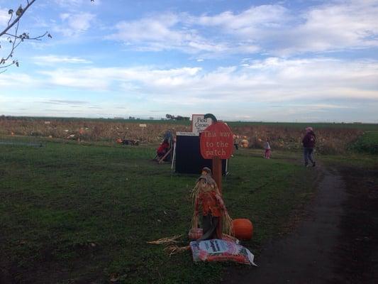 The most sincere pumpkin patch!